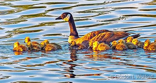 Goose & Goslings At Sunrise_DSCF4189.jpg - Canada Geese (Branta canadensis) photographed along the Rideau Canal Waterway at Smiths Falls, Ontario, Canada.